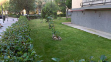 Somos una empresa de poda y tala de árboles en Madrid. Hacemos la limpieza del jardín una vez hecho el mantenimiento